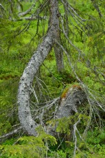 Spruce tree near the Årrenjarka lodge near Kvikkjokk and the Laponia UNESCO World Heritage Site.