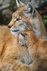 Eurasian lynx female and kitten.