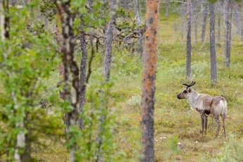 Reindeer, Rangifer tarandus, Greater Laponia rewilding area, Lapland, Norrbotten, Sweden