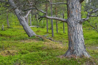 Impressive old-growth pine forest, Scots pine, Pinus silvestris, Saltoluokta area, bordering to the Stora Sjöfallet National Park, Greater Laponia rewilding area, Lapland, Norrbotten, Sweden