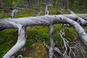 Old-growth pine forest, (Pinus silvestrtis), Stora Sjöfallet National Park, Laponia UNESCO World Heritage Site, Greater Laponia rewilding area, Lapland, Norrbotten, Sweden