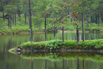 Taiga boreal forest in Kvikkjokk in the Laponia UNESCO World Heritage Site, Greater Laponia rewilding area, Lapland, Norrbotten, Sweden