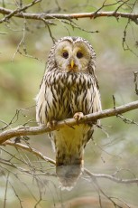 Ural owl at a breeding site.
