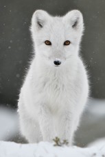 Young Arctic fox in white winter fur, Vulpes/Alopex lagopus, Dovrefjell National Park, Norway