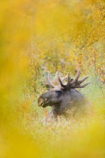 European elk (moose) male in the Sarek National Park.