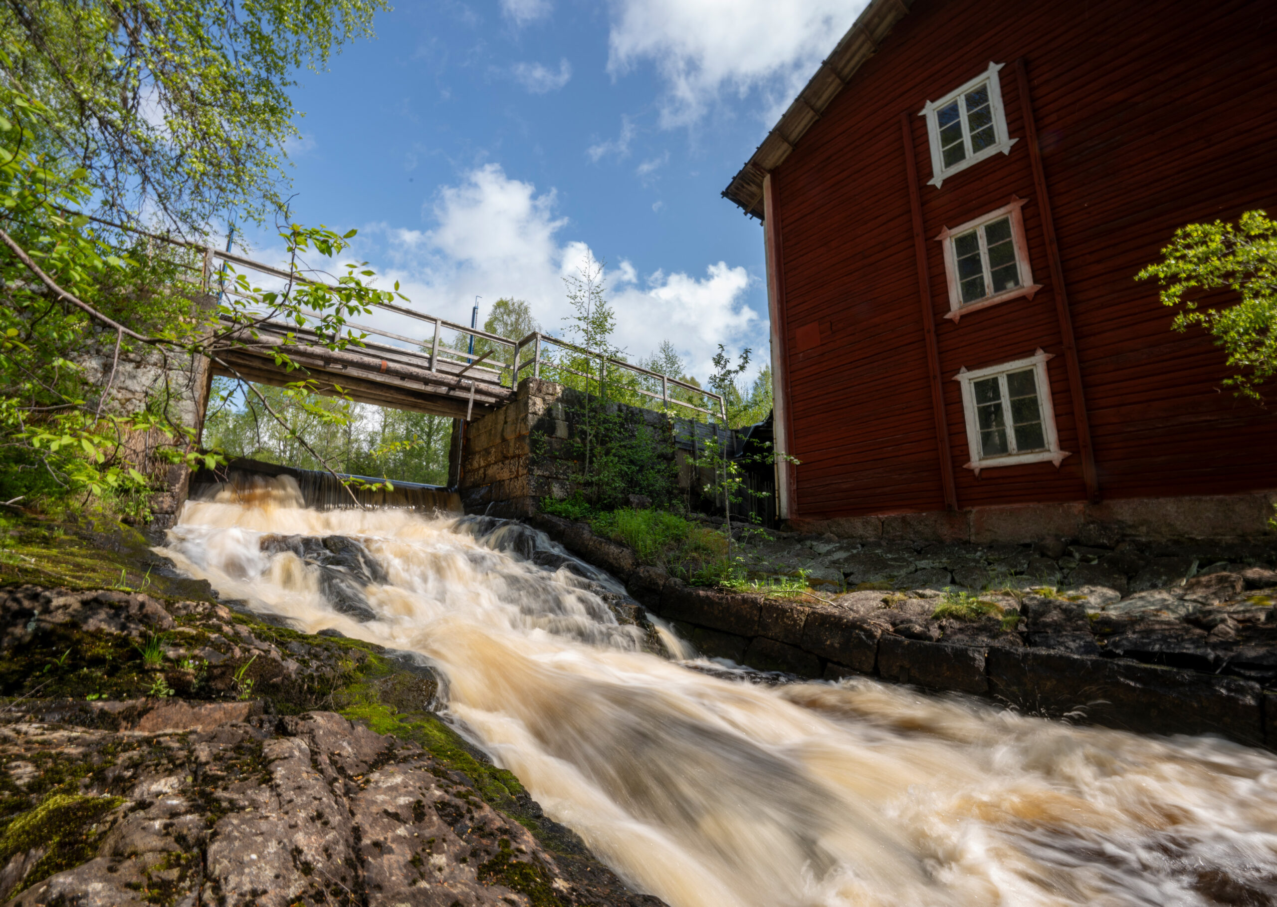 Challenge-1-v2-Rewilding Sweden