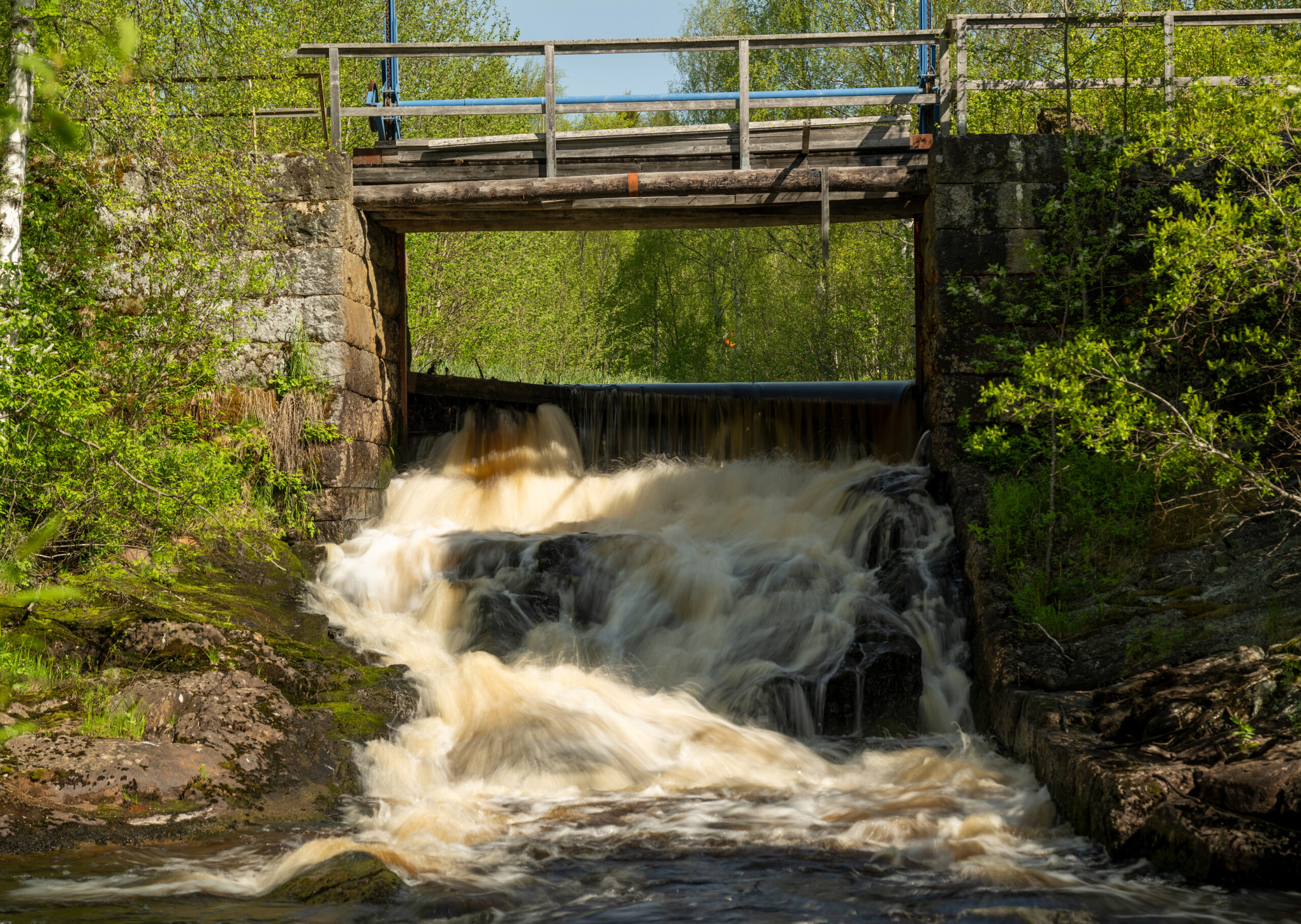 Challenge-6-Rewilding Sweden Challenge-6-Rewilding Sweden
