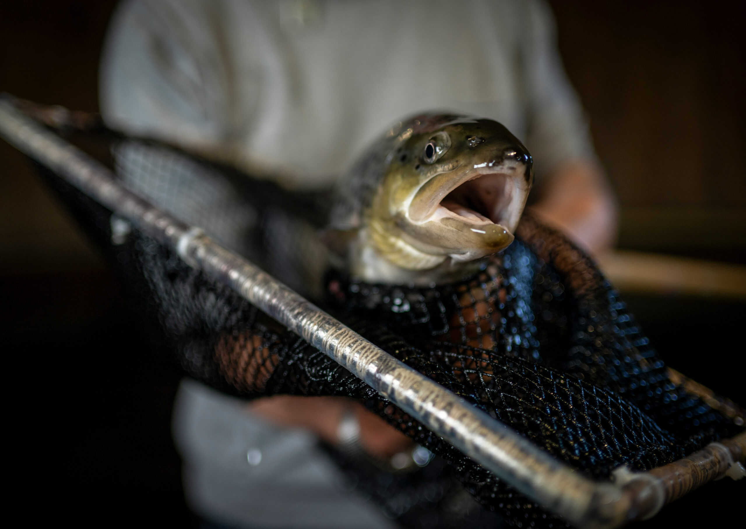 Retrout-VV-3 Retrout-VV-3