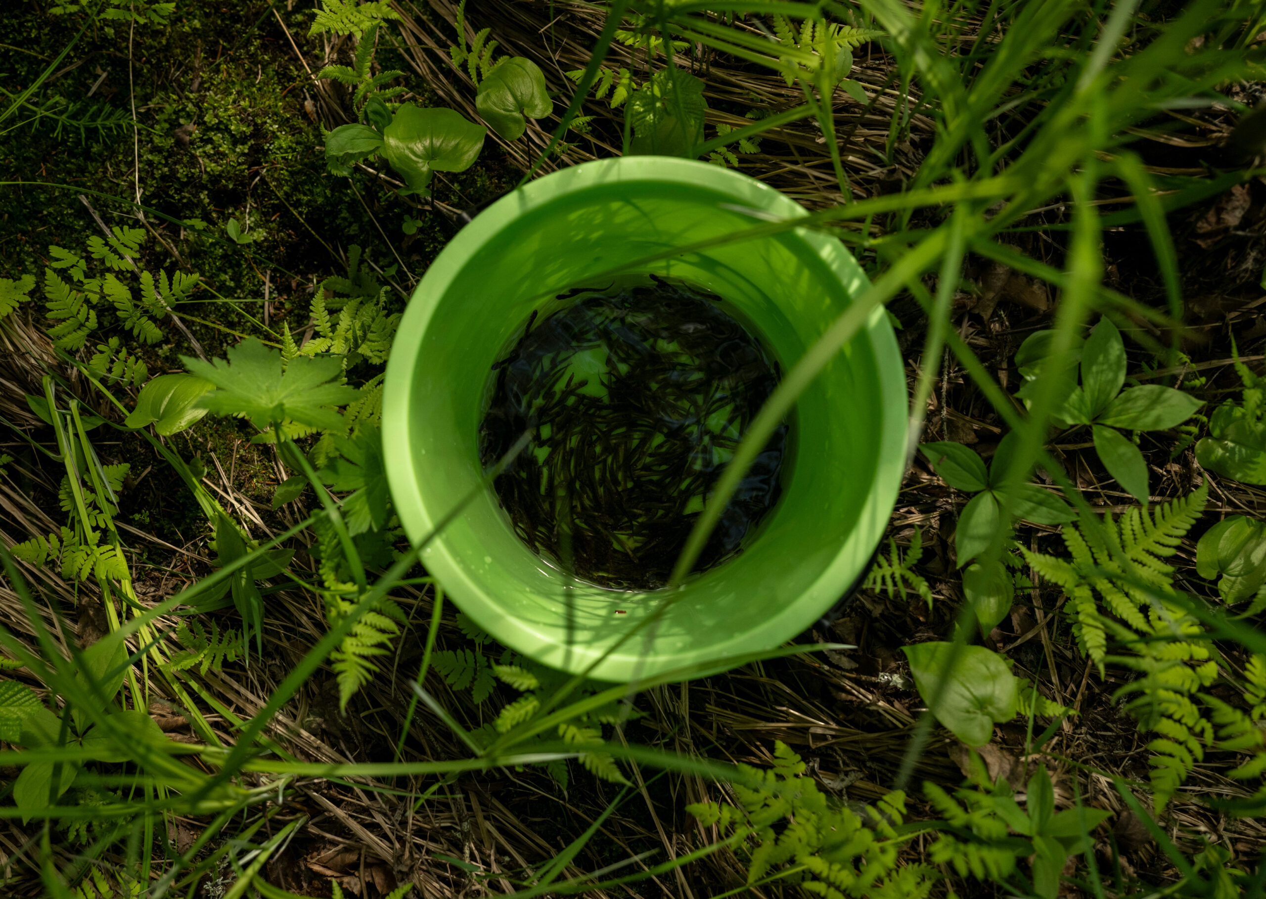 Solution-trout-1